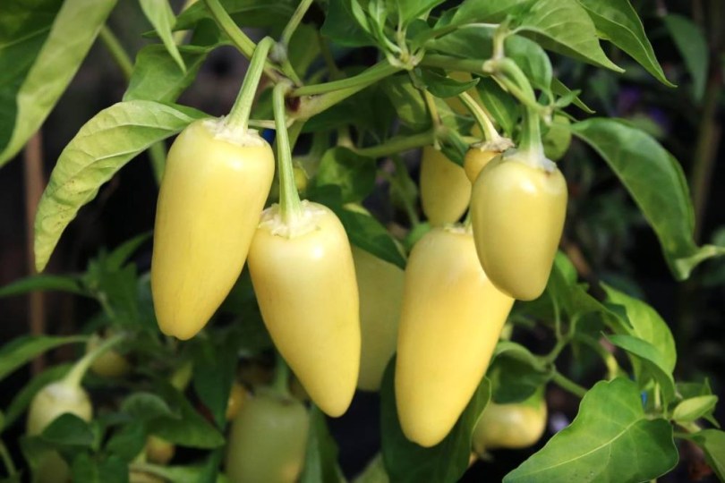 Fehér jalapeno chili, Capsicum annuum, paprika, csípős